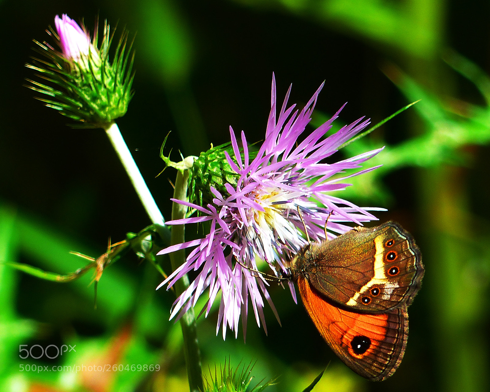 Panasonic Lumix DMC-FZ200 sample photo. Pyronia cecilia photography