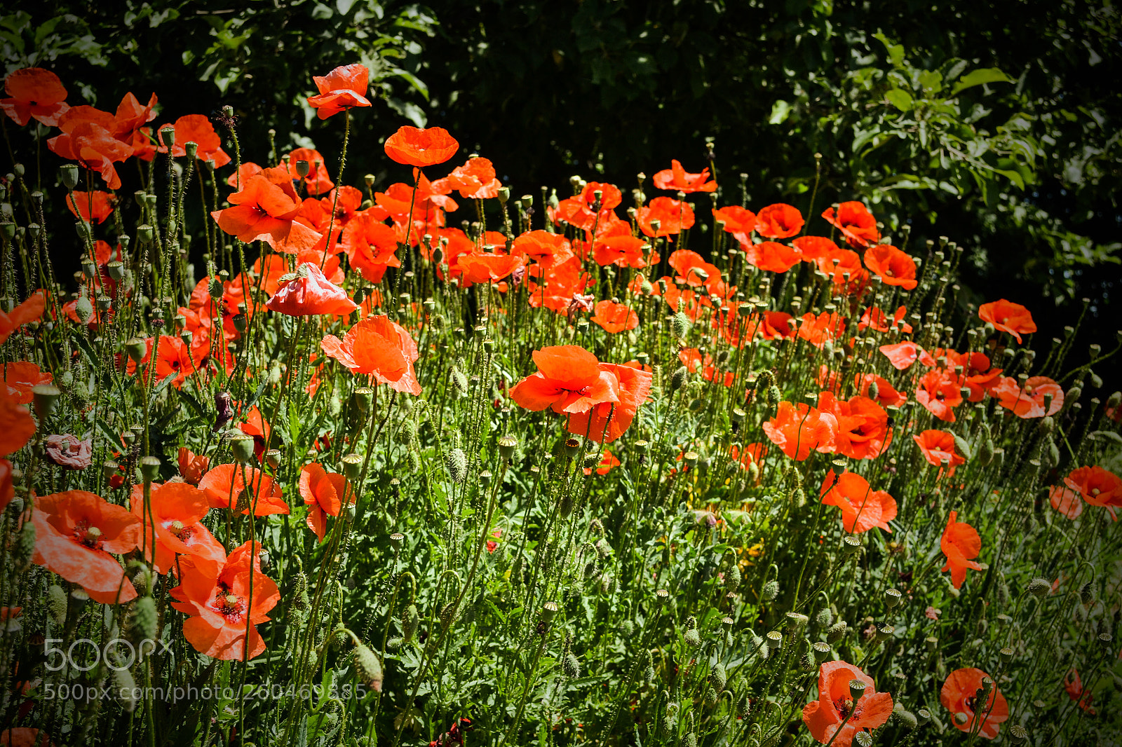 Nikon D3100 sample photo. Алые маки photography
