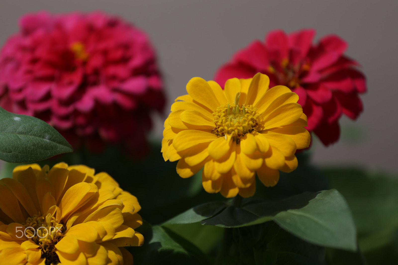 Canon EOS 6D + Canon EF 70-200mm F4L USM sample photo. Colors 5 photography