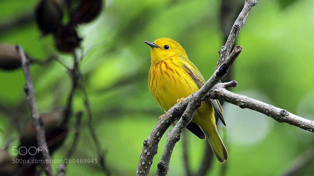 Canon EOS 5D Mark IV sample photo. Love yellow warblers photography