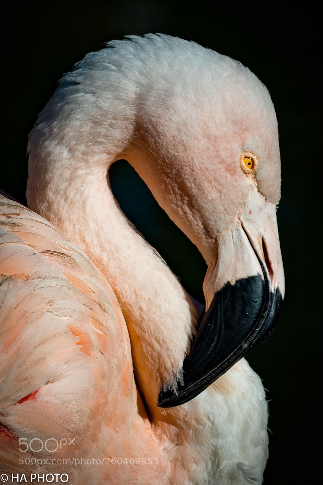Nikon D800 sample photo. Flamingo profile photography