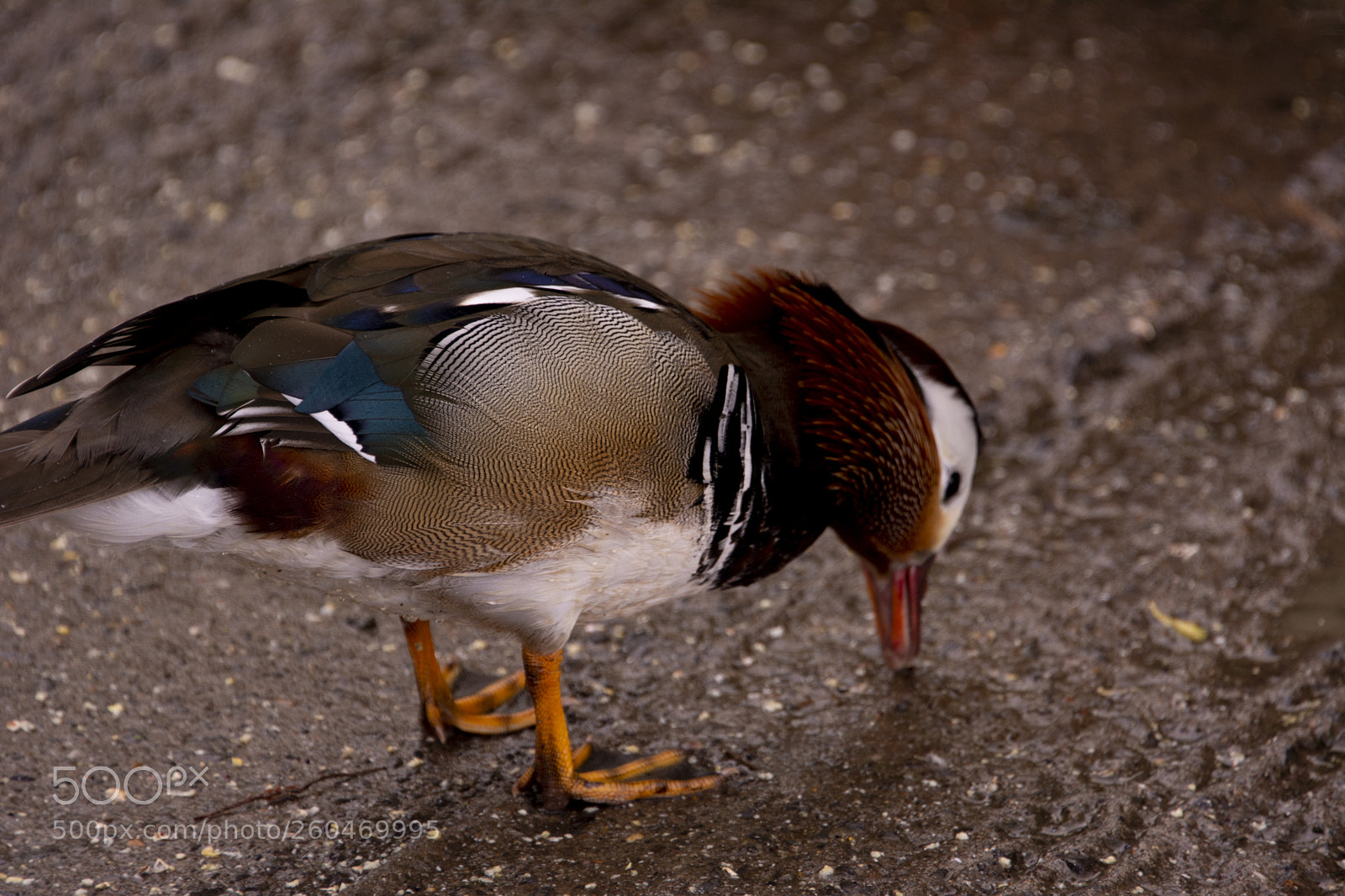 Nikon D7100 sample photo. Mandarin duck photography
