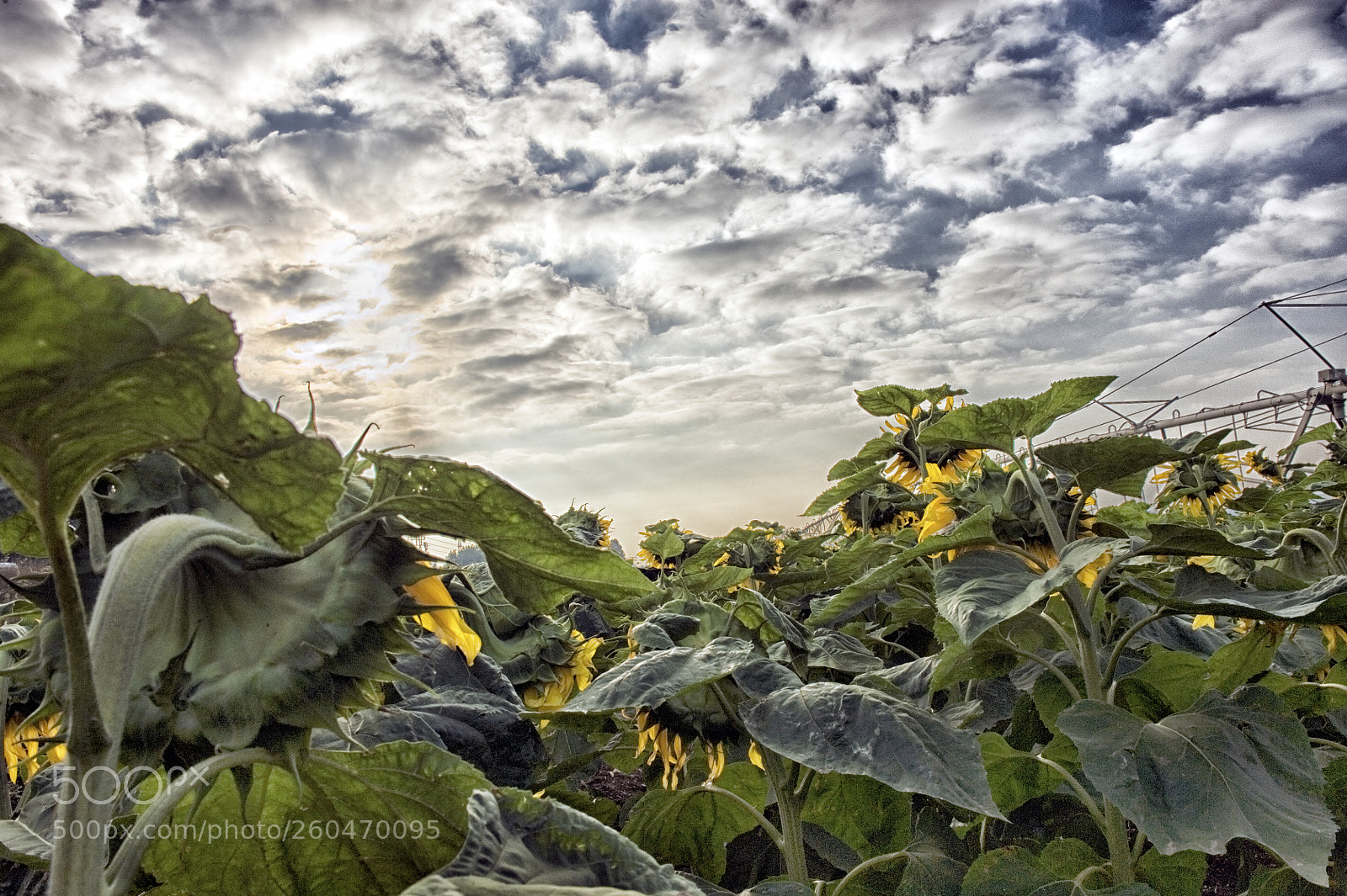 Nikon D700 sample photo. Sunny sunflowers photography