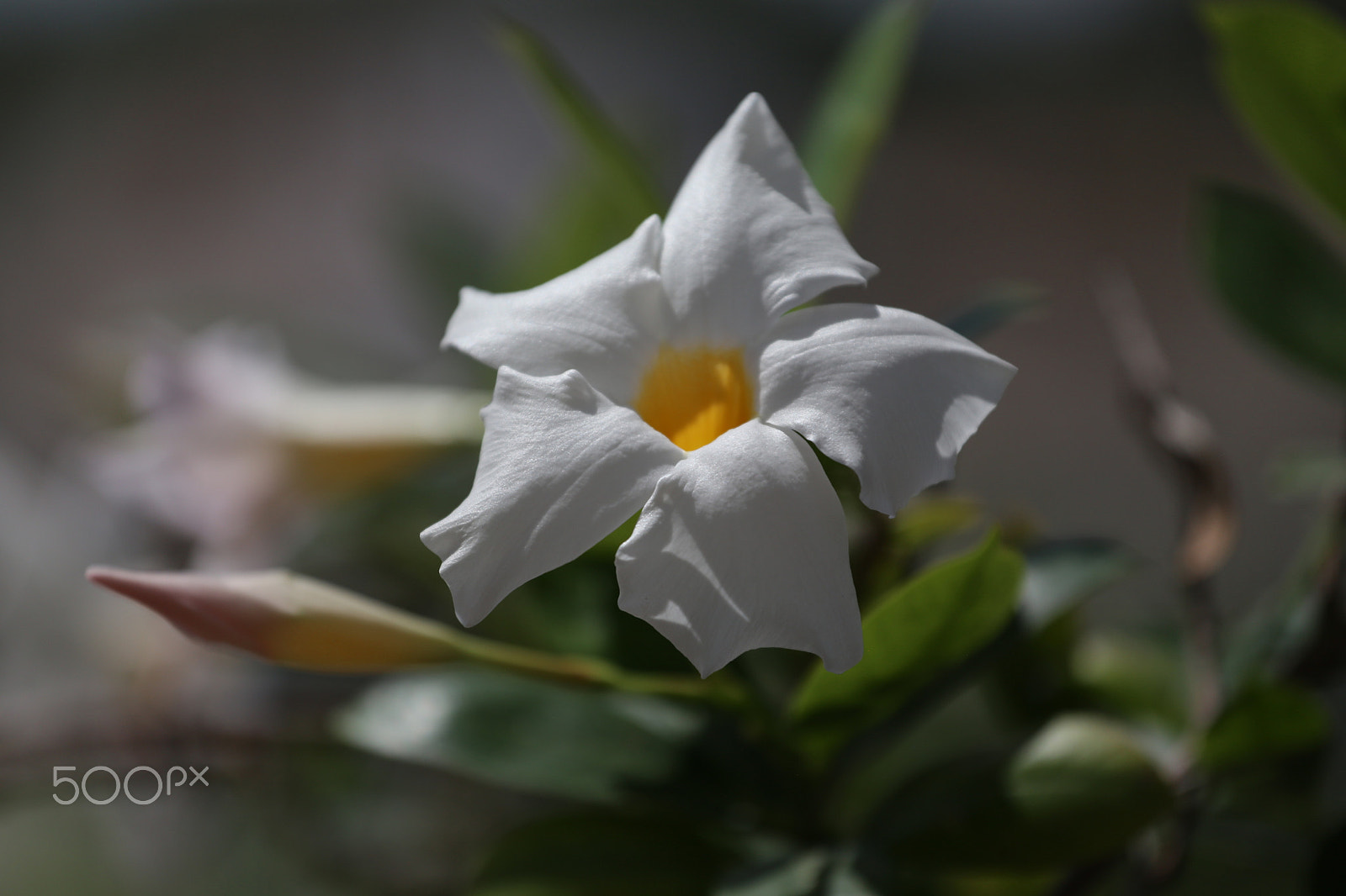 Canon EOS 6D + Canon EF 70-200mm F4L USM sample photo. Colors 2 photography