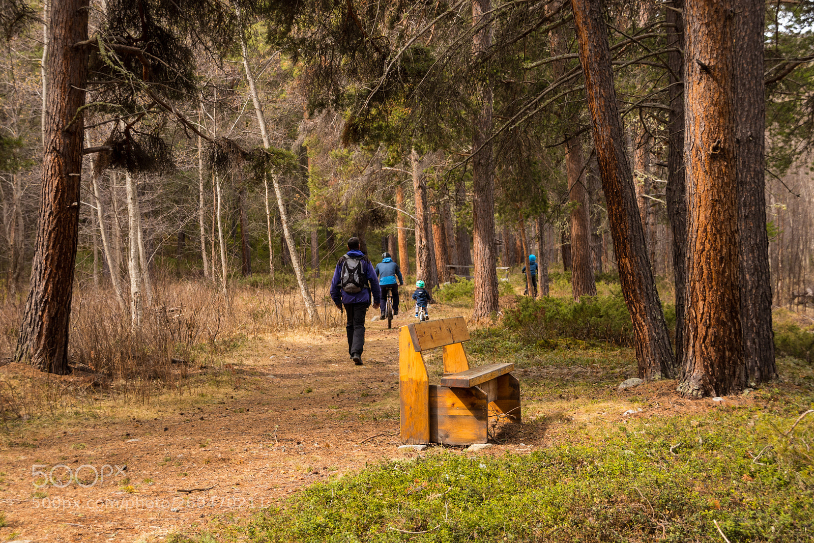 Canon EOS 80D sample photo. Walking through the forest photography