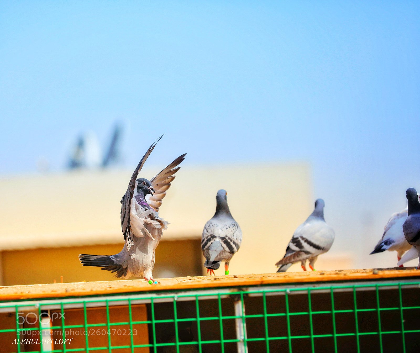 Canon EOS 5D Mark IV sample photo. Untitled photography
