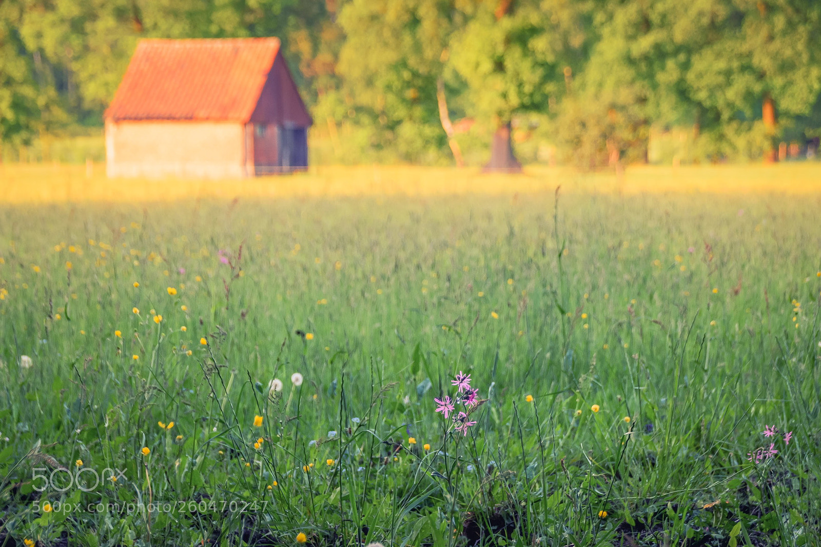 Nikon D5500 sample photo. Golden hour ! photography