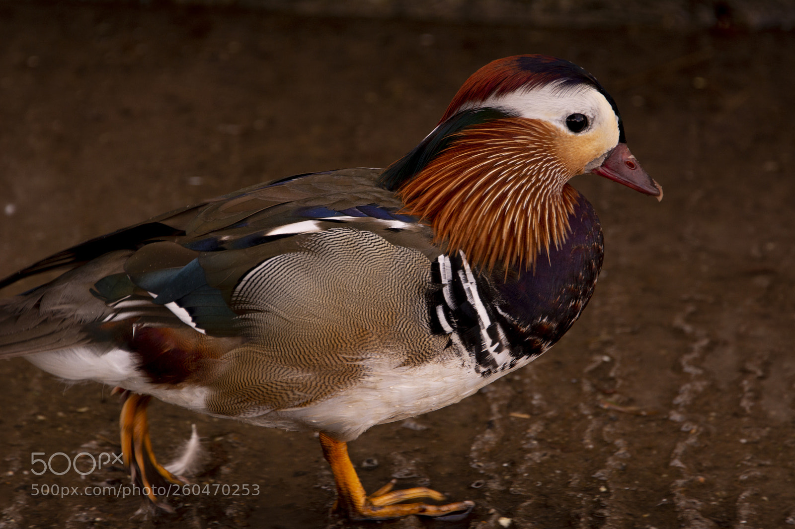 Nikon D7100 sample photo. Mandarin duck photography