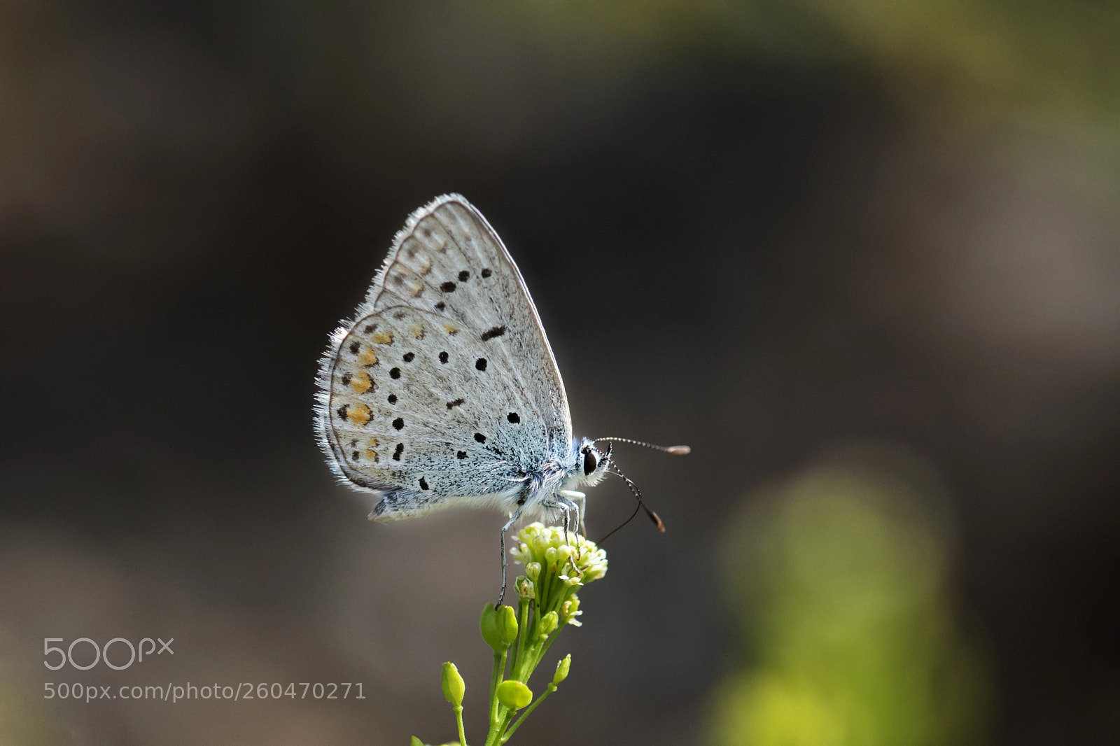 Nikon D810 sample photo. Common blue... photography