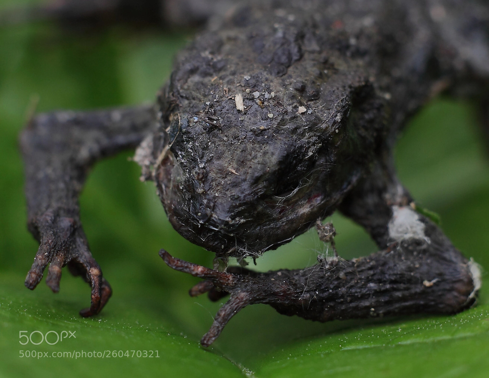 Canon EOS 5D Mark II sample photo. Mummie frog photography