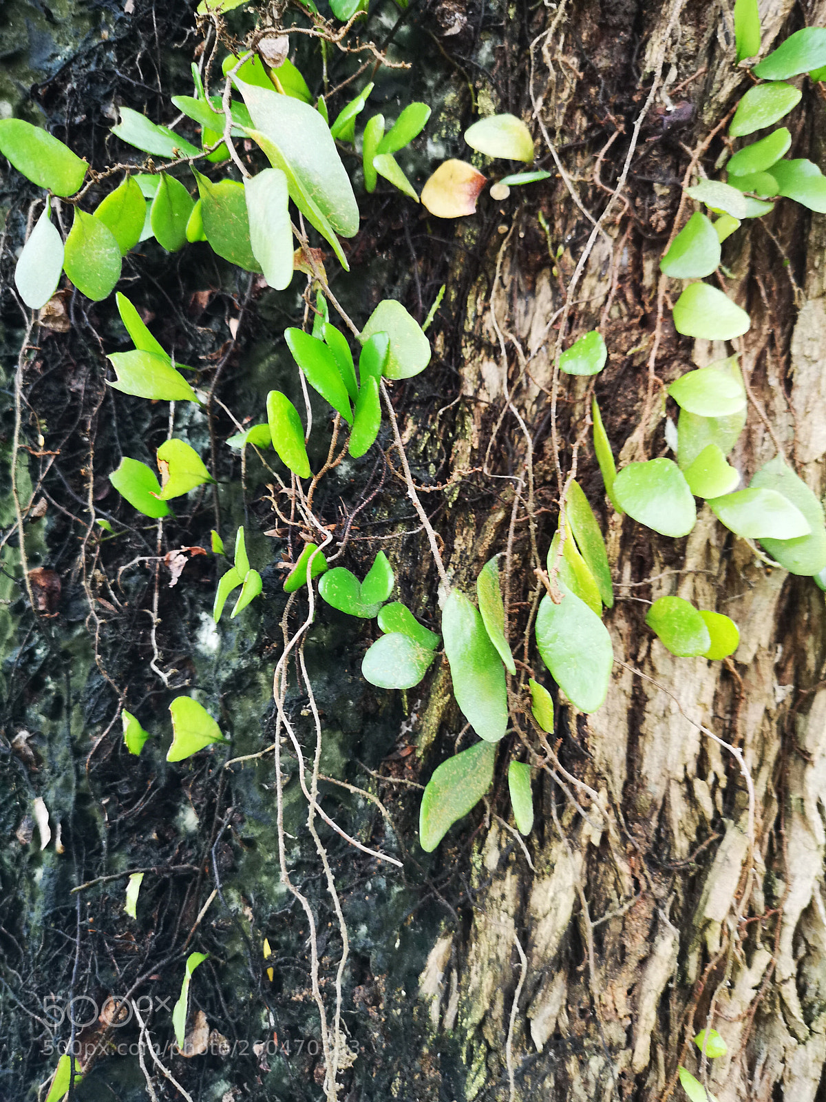 HUAWEI CLT-L29 sample photo. Tree leaves photography