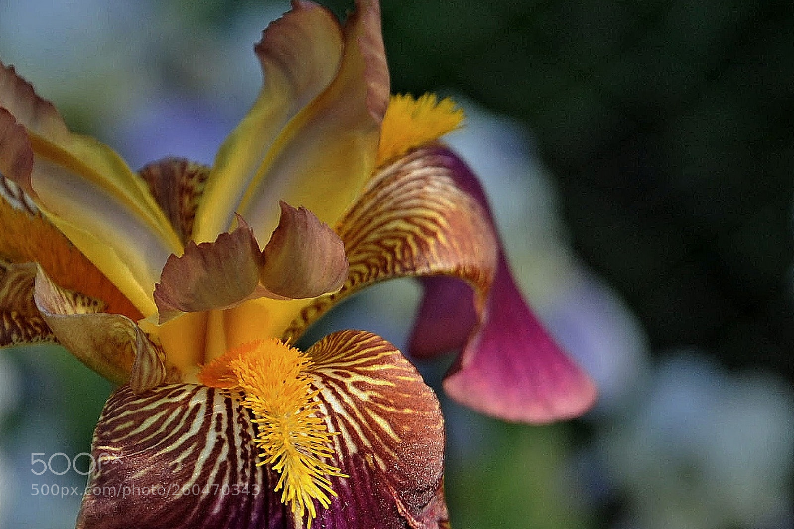 Nikon D700 sample photo. Flower 30 photography