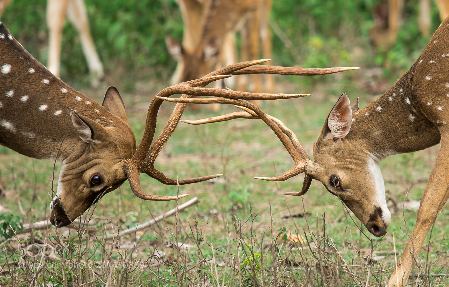 Nikon D500 sample photo. Intense battle ! photography