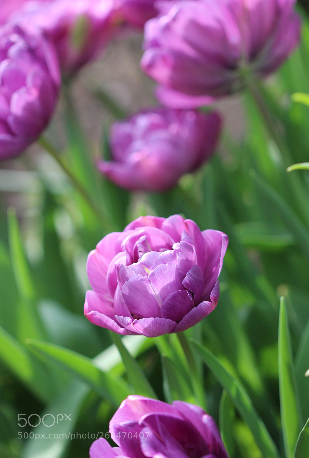 Canon EOS 600D (Rebel EOS T3i / EOS Kiss X5) sample photo. Purple photography