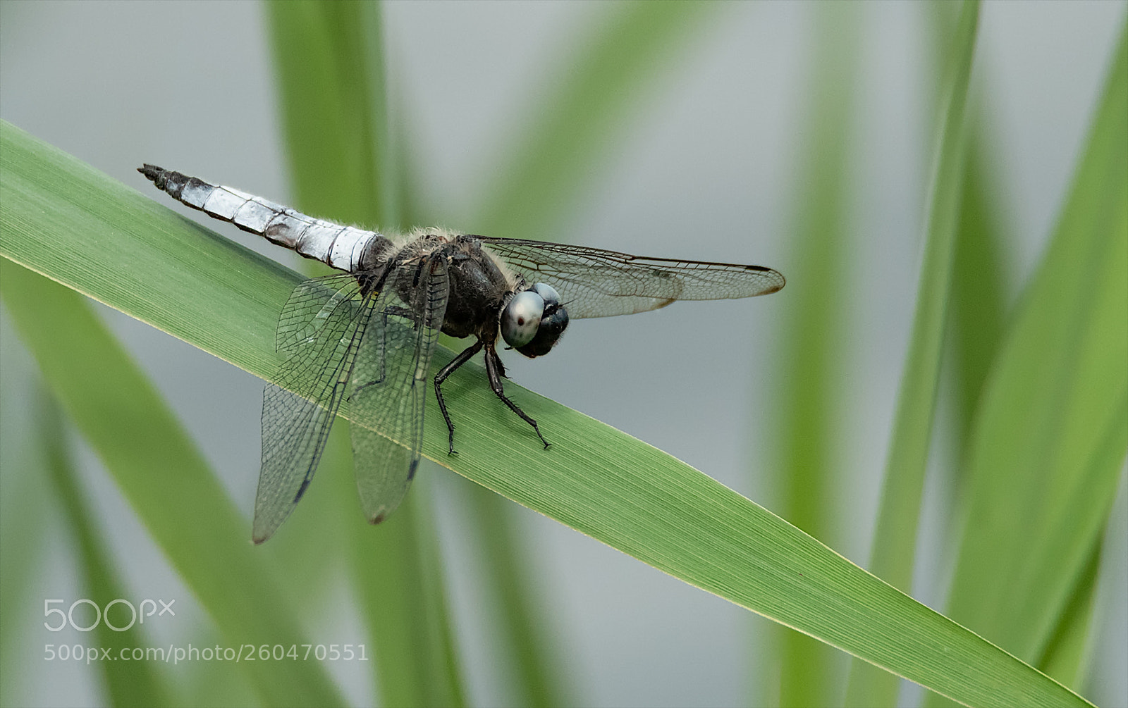Nikon D850 sample photo. Plattbauchlibelle / libellula depressa photography
