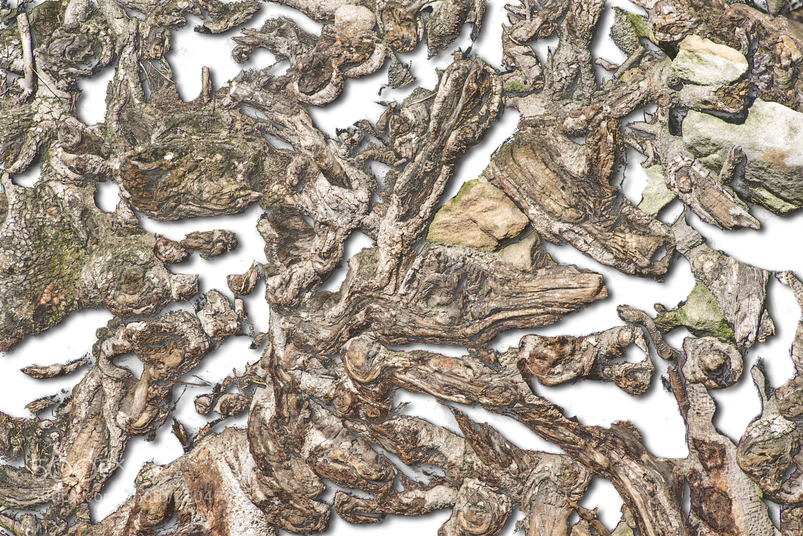 Nikon D600 sample photo. Gnarled tree roots photography