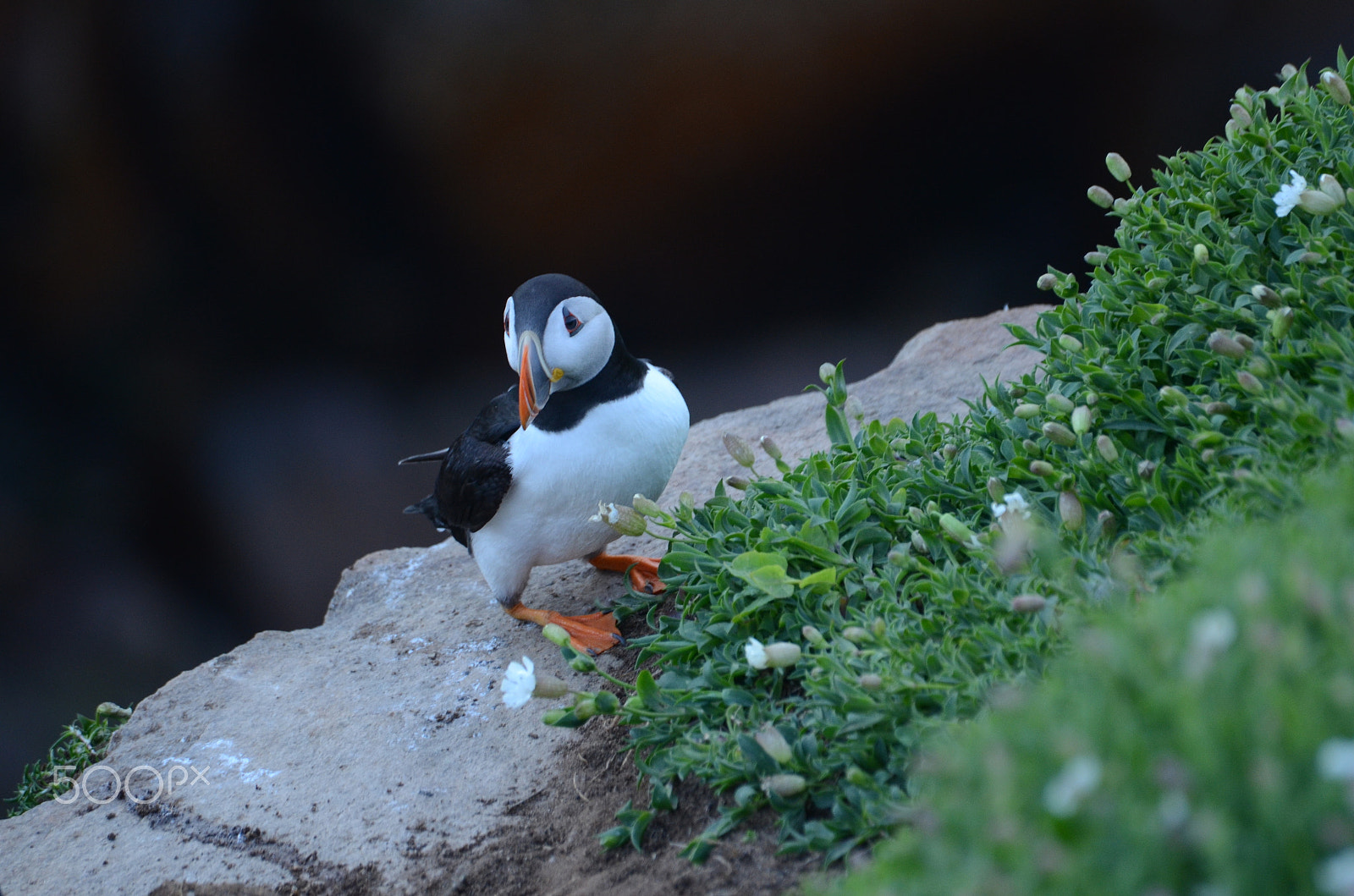 Sigma 70-300mm F4-5.6 APO DG Macro sample photo. Puffin on saltee islands, ireland photography