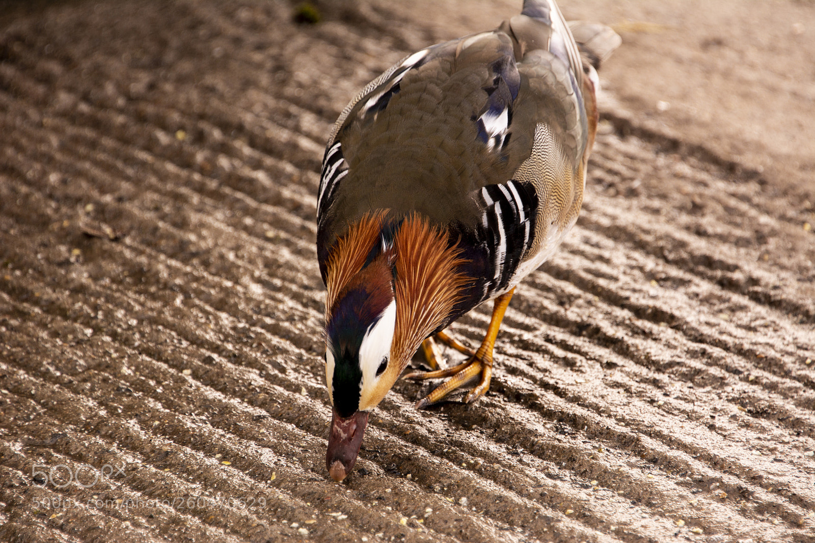 Nikon D7100 sample photo. Mandarin duck photography
