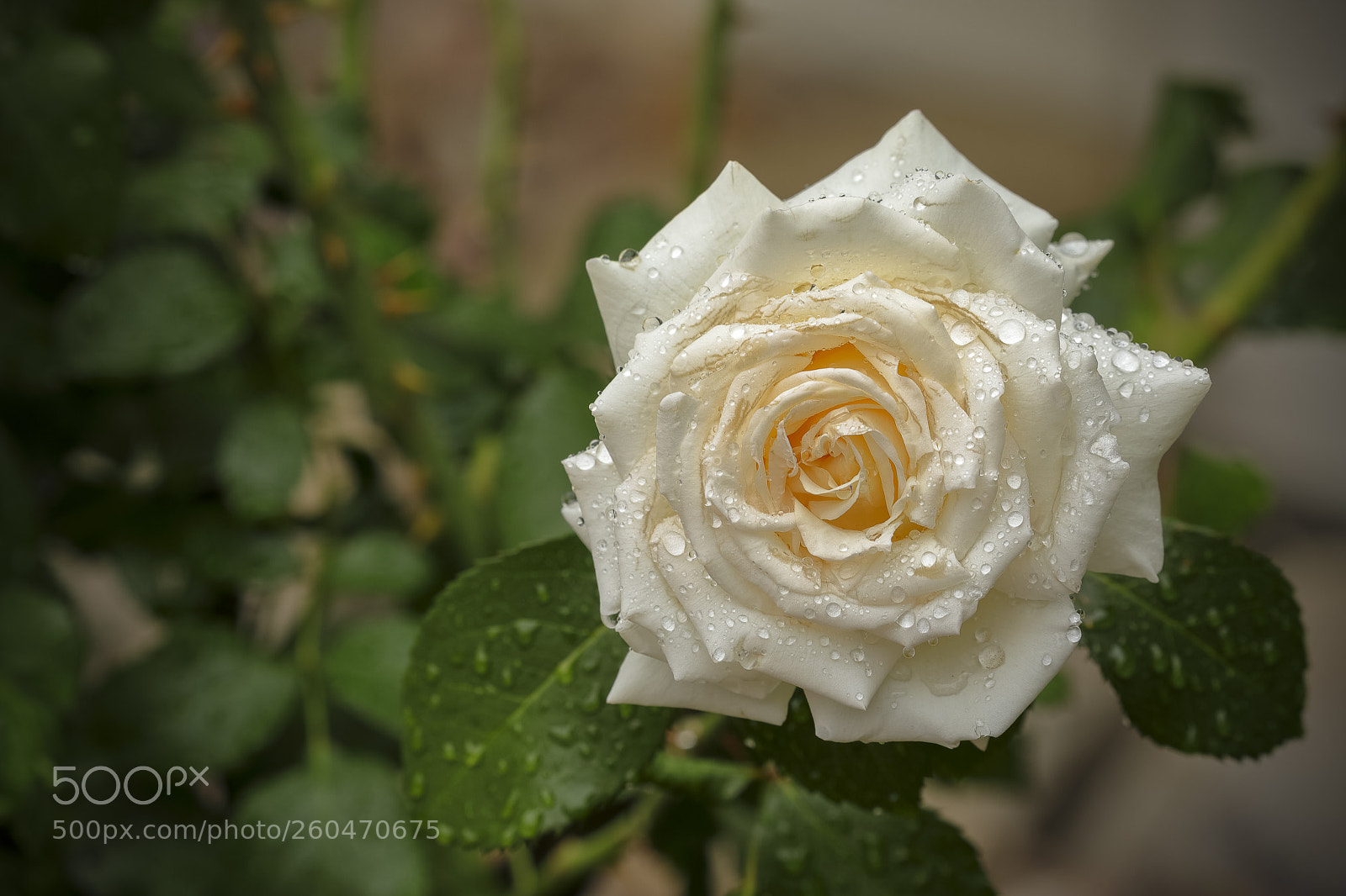 Canon EOS 5D Mark IV sample photo. After... photography