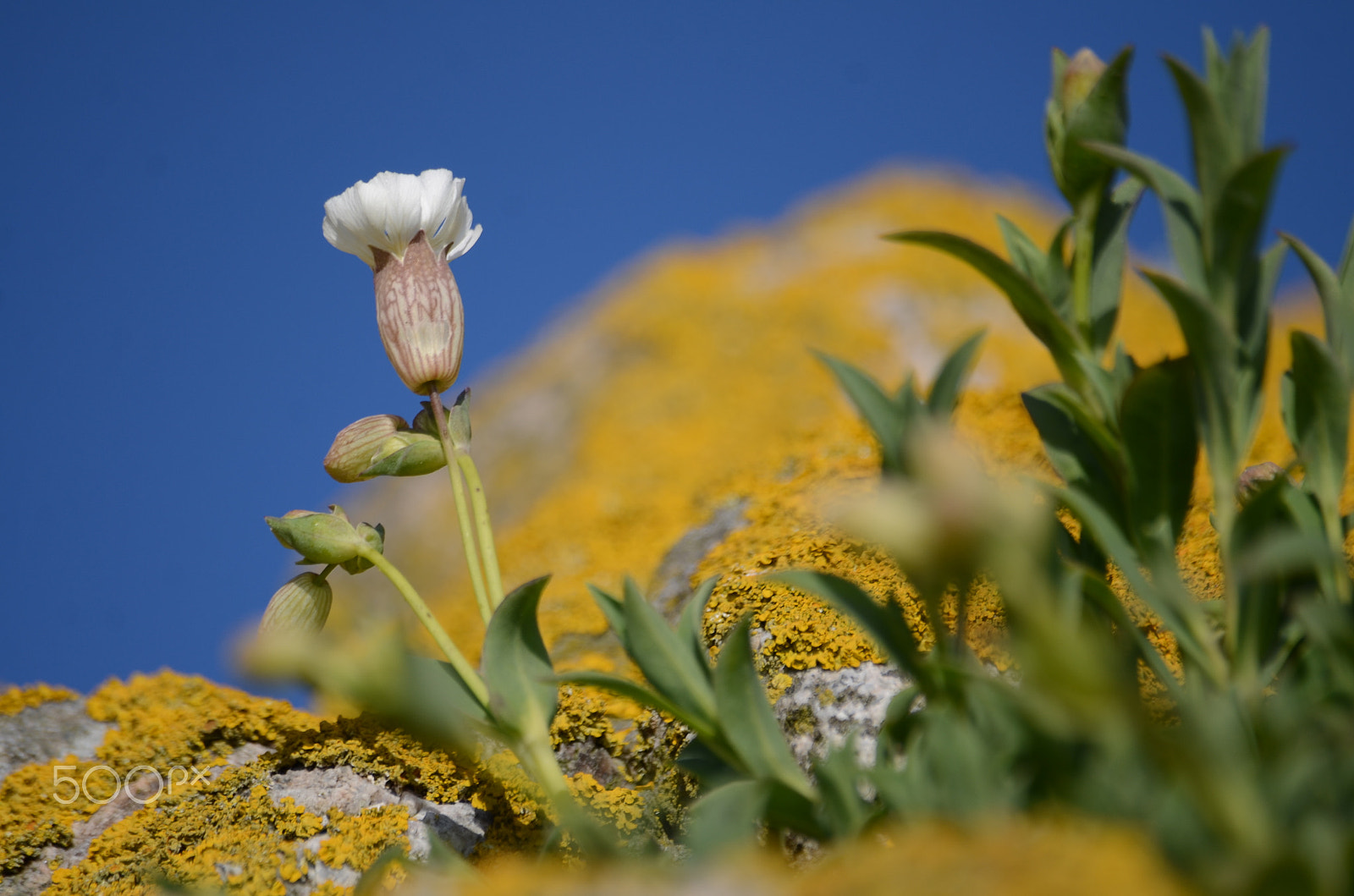 Nikon D7000 + Sigma 70-300mm F4-5.6 APO DG Macro sample photo. Sea campion photography