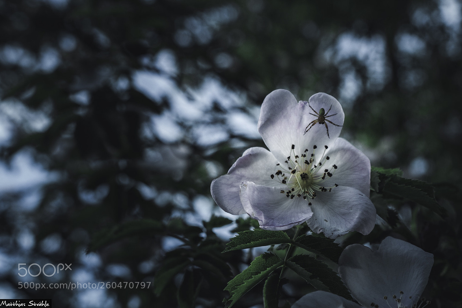Sony a6000 sample photo. By the way  photography