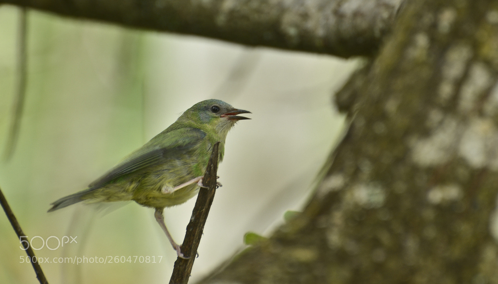 Nikon D7100 sample photo. Cantando para a natureza. photography