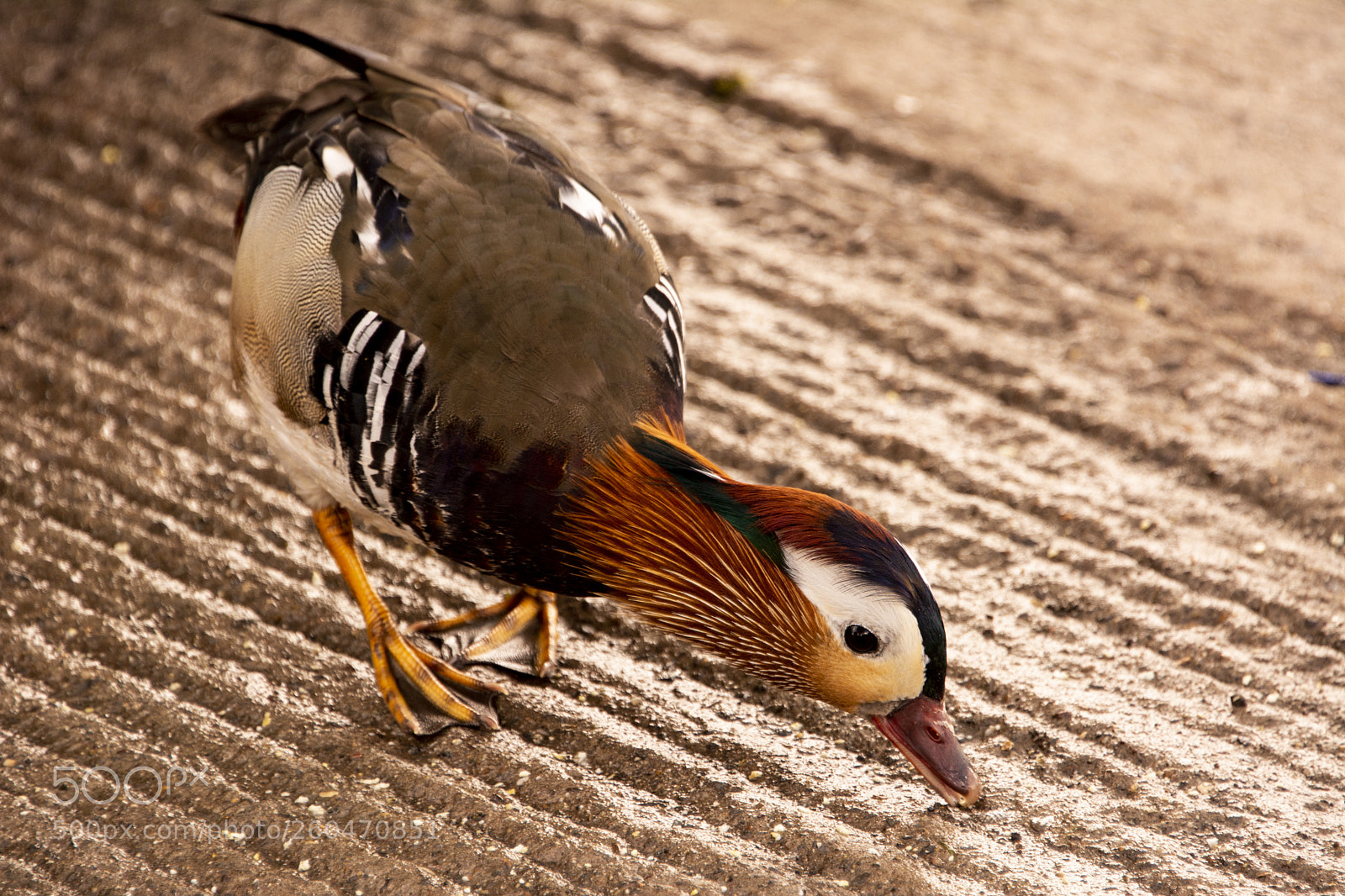 Nikon D7100 sample photo. Mandarin duck photography