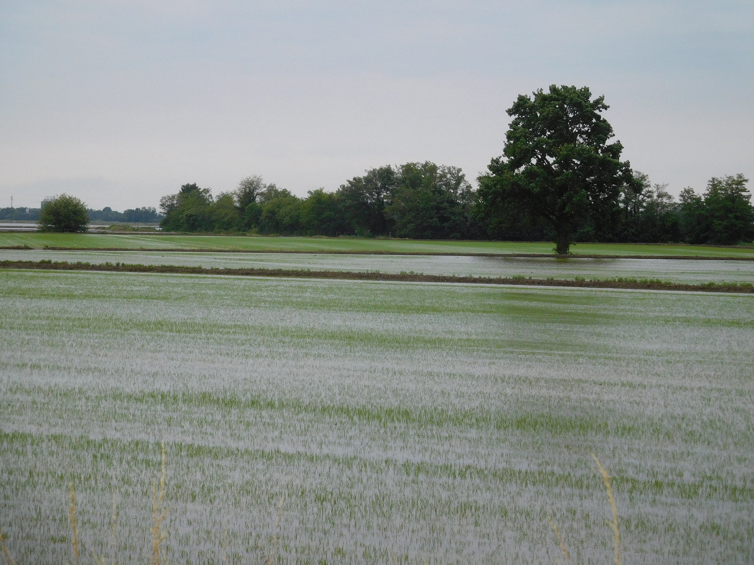 Nikon Coolpix S7000 sample photo. Rice field photography