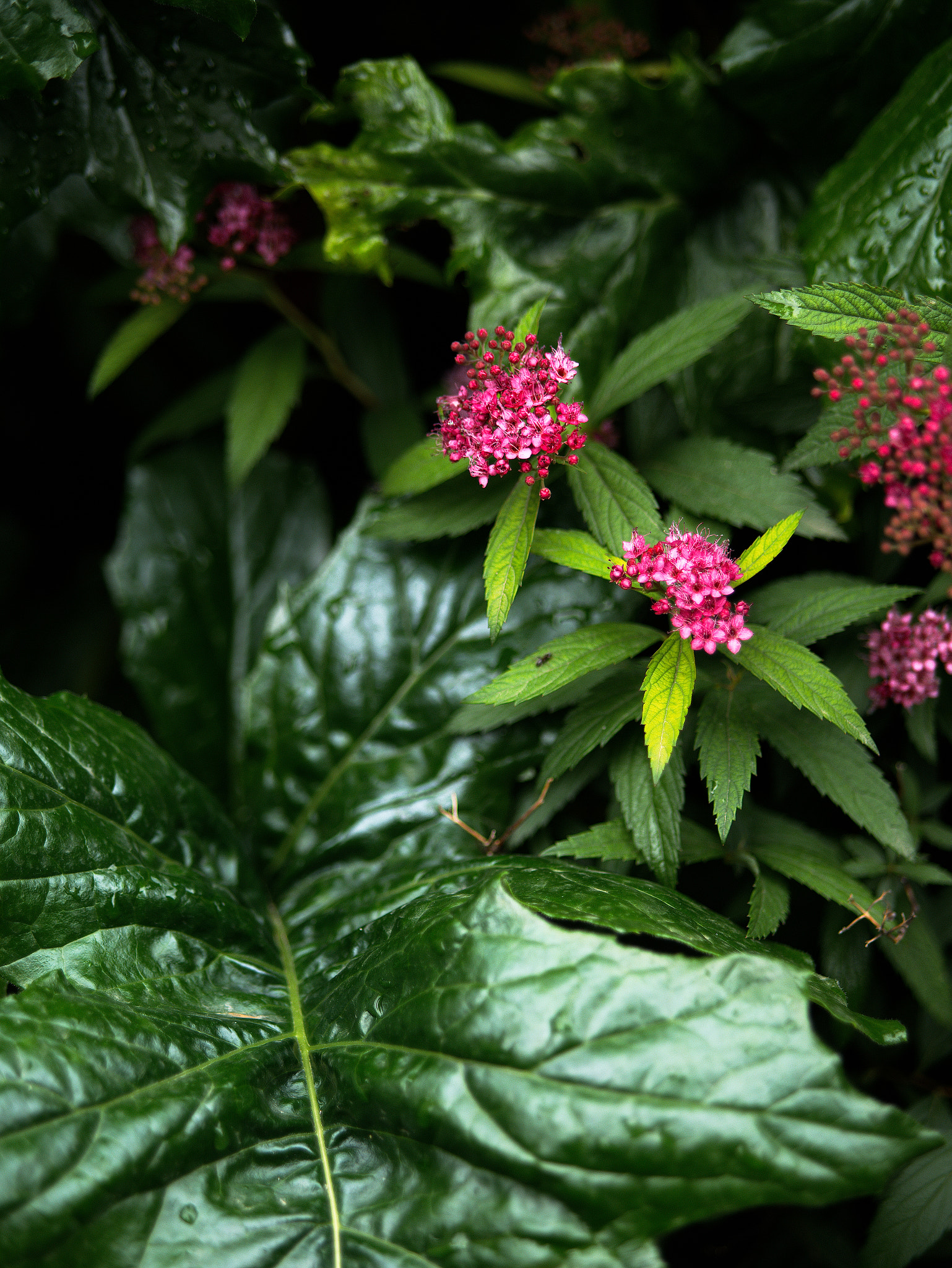 Panasonic Lumix DC-GX9 sample photo. *** photography