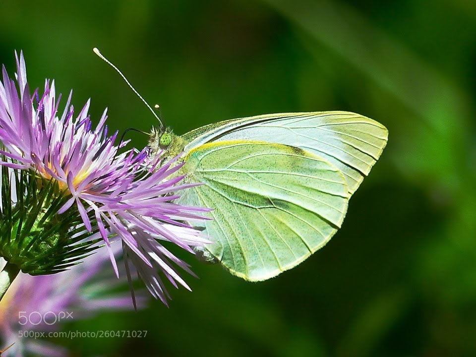 Panasonic Lumix DMC-FZ200 sample photo. Pieris napi photography