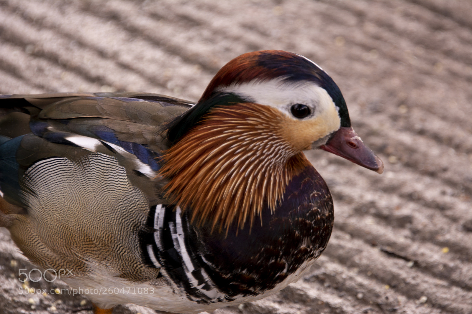 Nikon D7100 sample photo. Mandarin duck photography