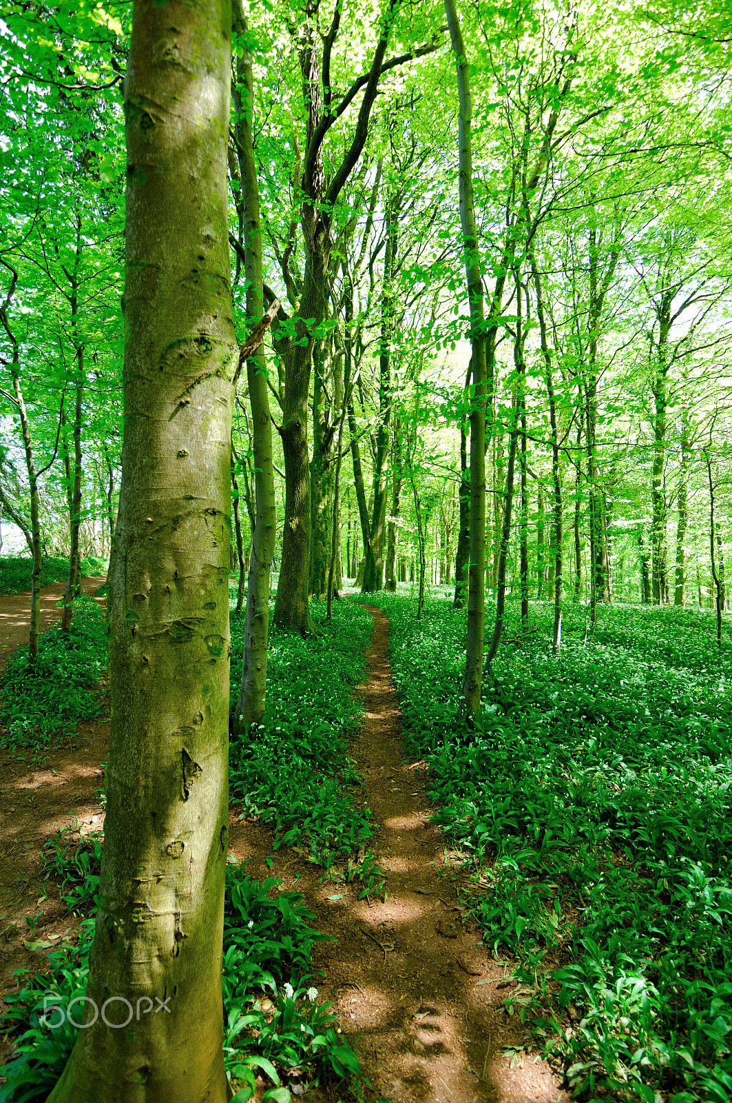 Nikon D2X + Tokina AT-X Pro 11-16mm F2.8 DX sample photo. Pathway photography