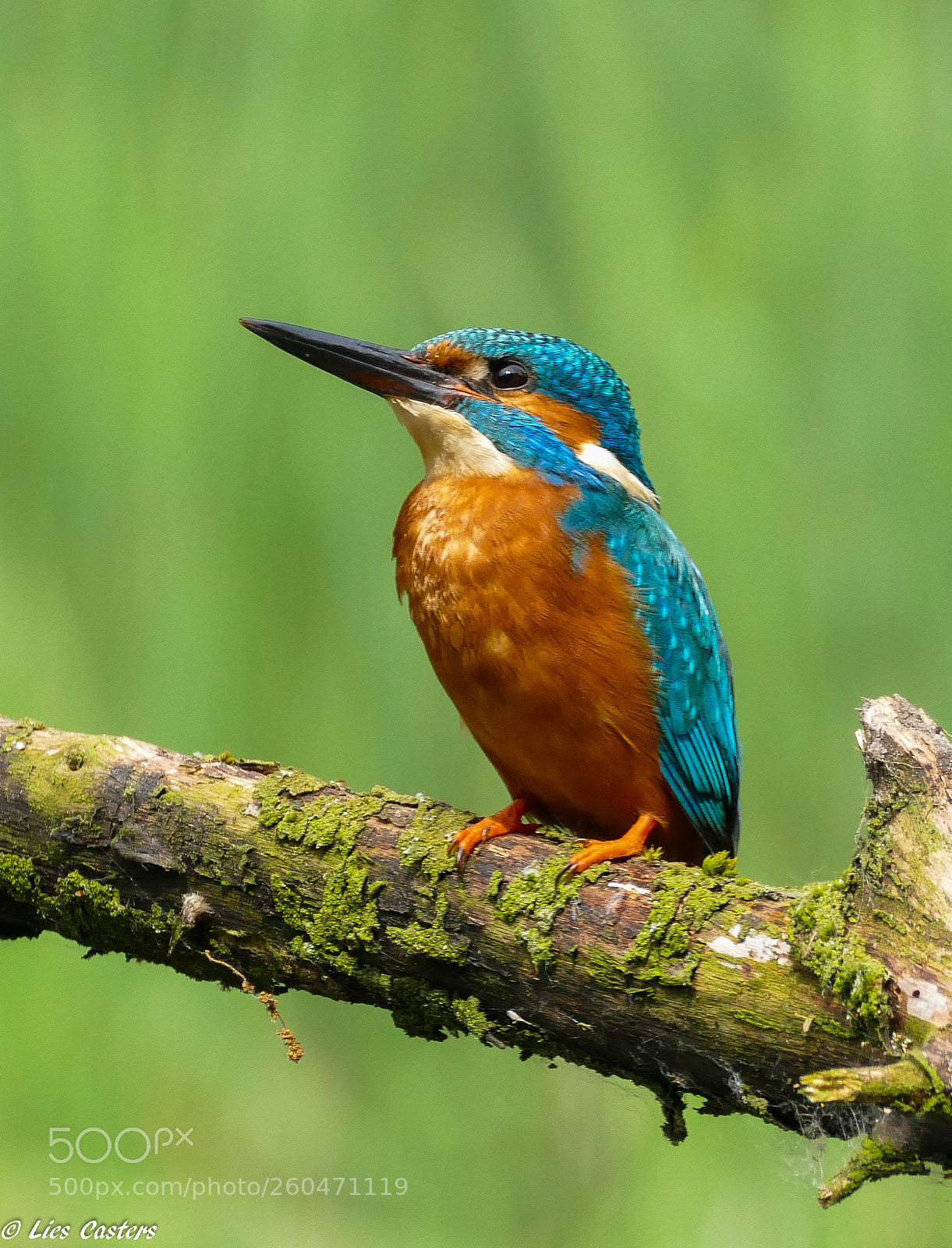 Panasonic Lumix DMC-FZ1000 sample photo. Kingfisher ♂ photography