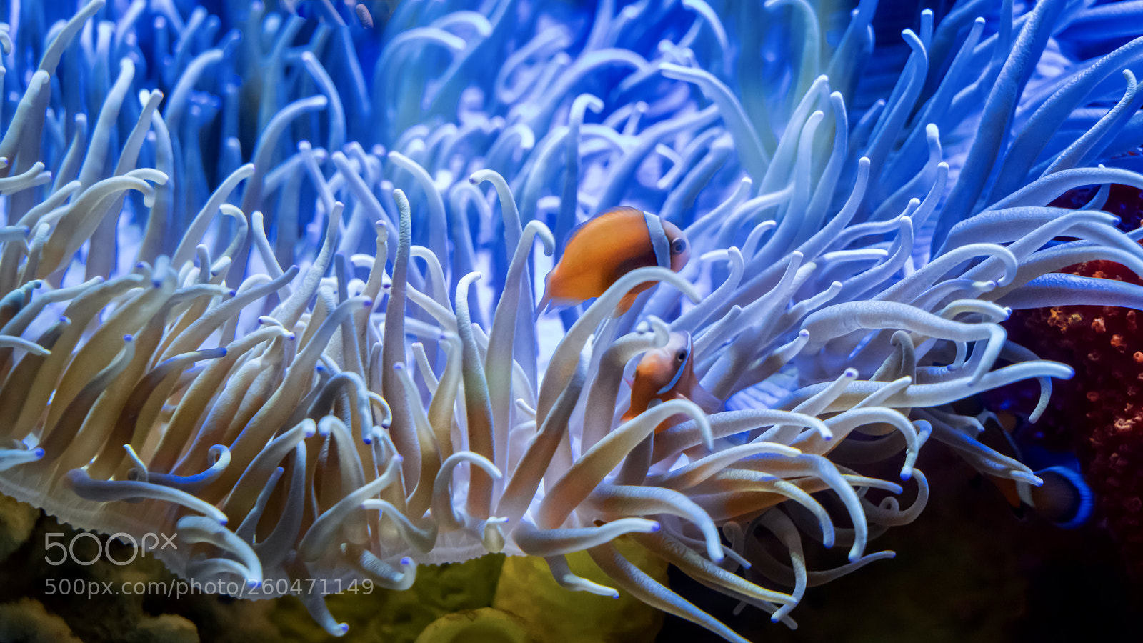 Sony a7R II sample photo. Underwater world photography