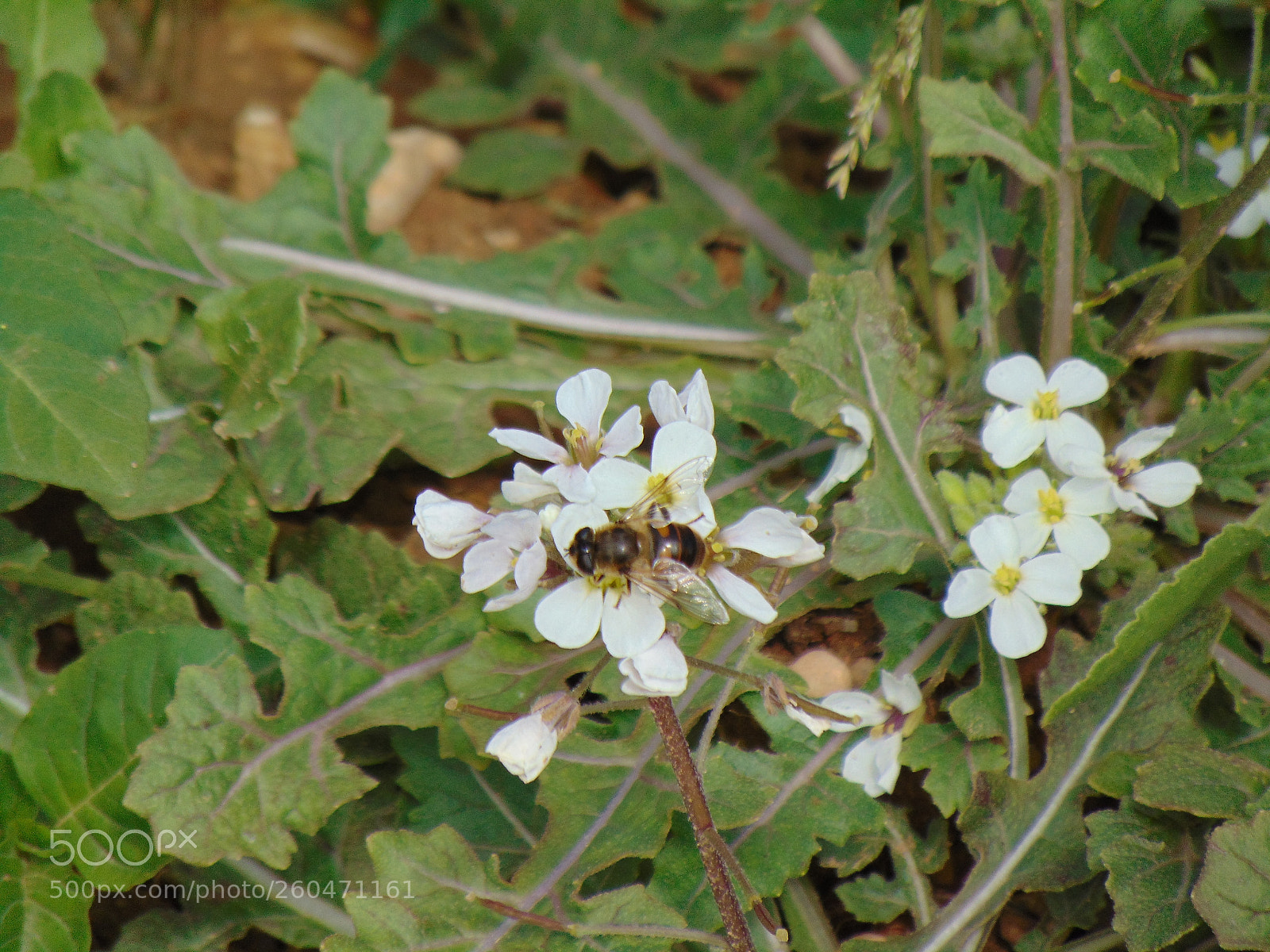 Sony Cyber-shot DSC-H300 sample photo. Bee. photography