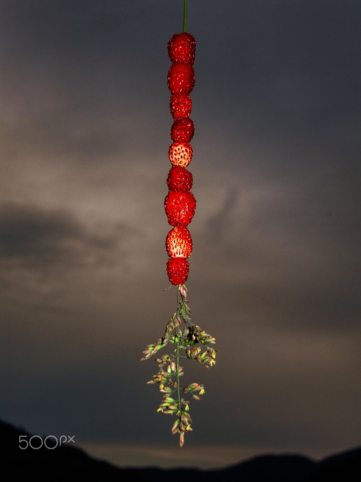 Canon PowerShot S100 sample photo. Wild strawberries photography