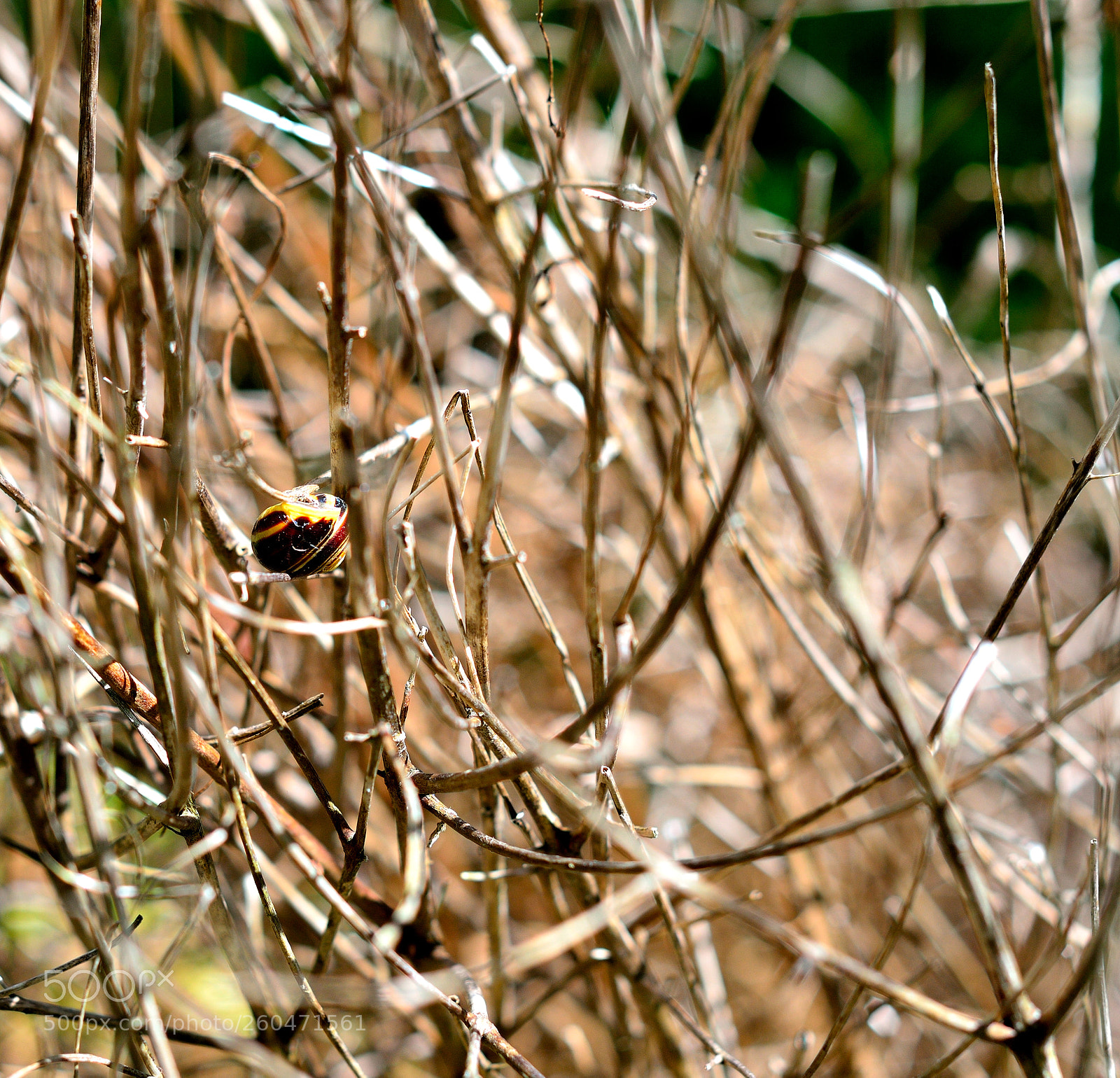 Nikon D3200 sample photo. Snall photography