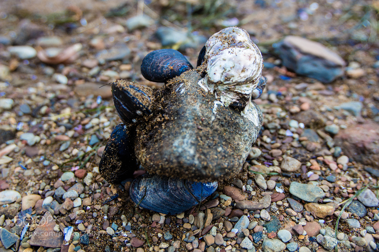 Canon EOS 100D (EOS Rebel SL1 / EOS Kiss X7) sample photo. Osyter on rock photography