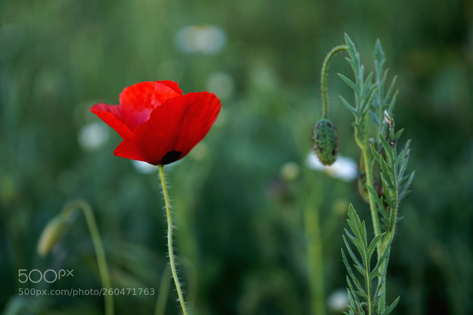 Sony a6000 sample photo. Amapolas 3 photography