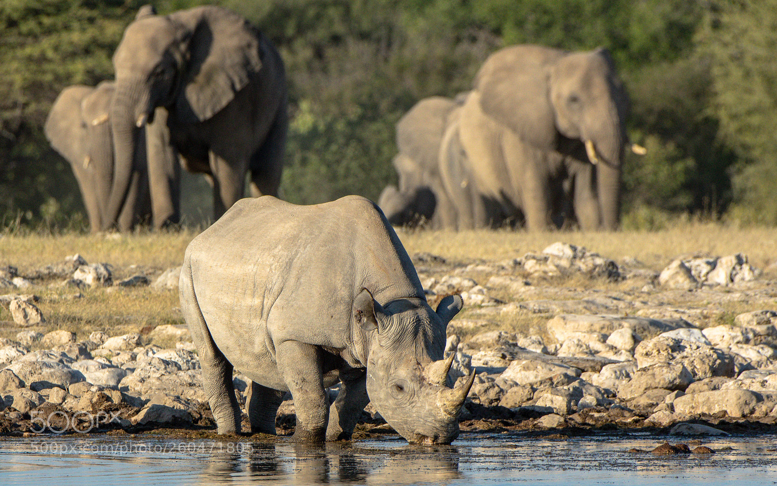 Pentax K-3 II sample photo. Rhino drinking, etosha photography