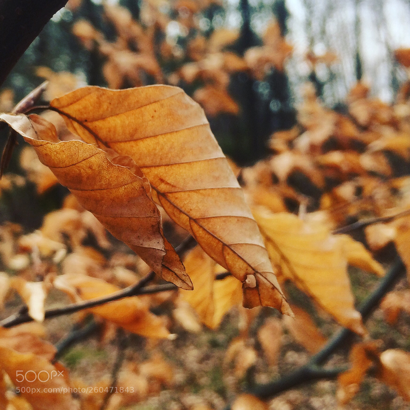 Apple iPhone 5s sample photo. Löv photography