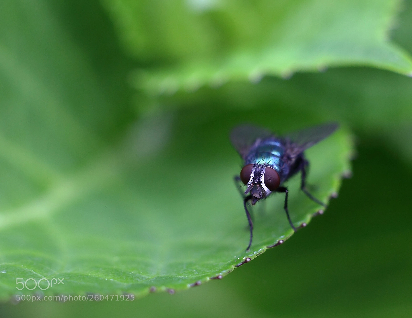 Canon EOS 5D Mark II sample photo. Vlieg op blad photography