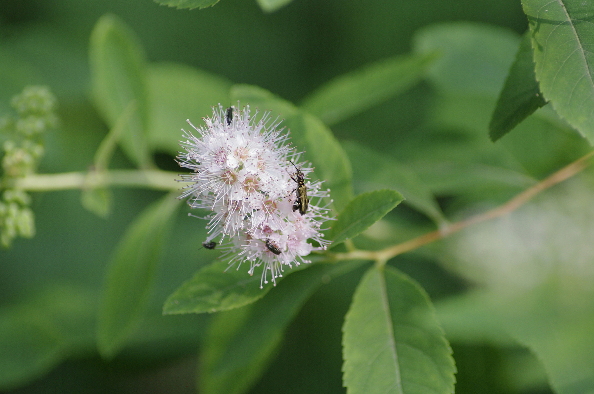 Pentax K-x + Tamron AF 70-300mm F4-5.6 LD Macro 1:2 sample photo. Pink photography