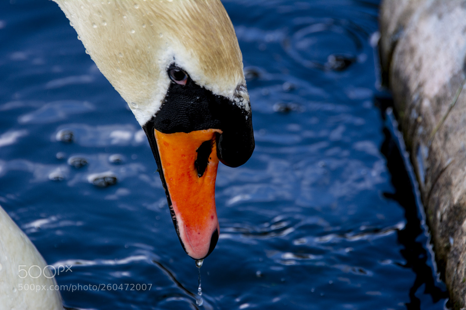 Nikon D7100 sample photo. Swan photography