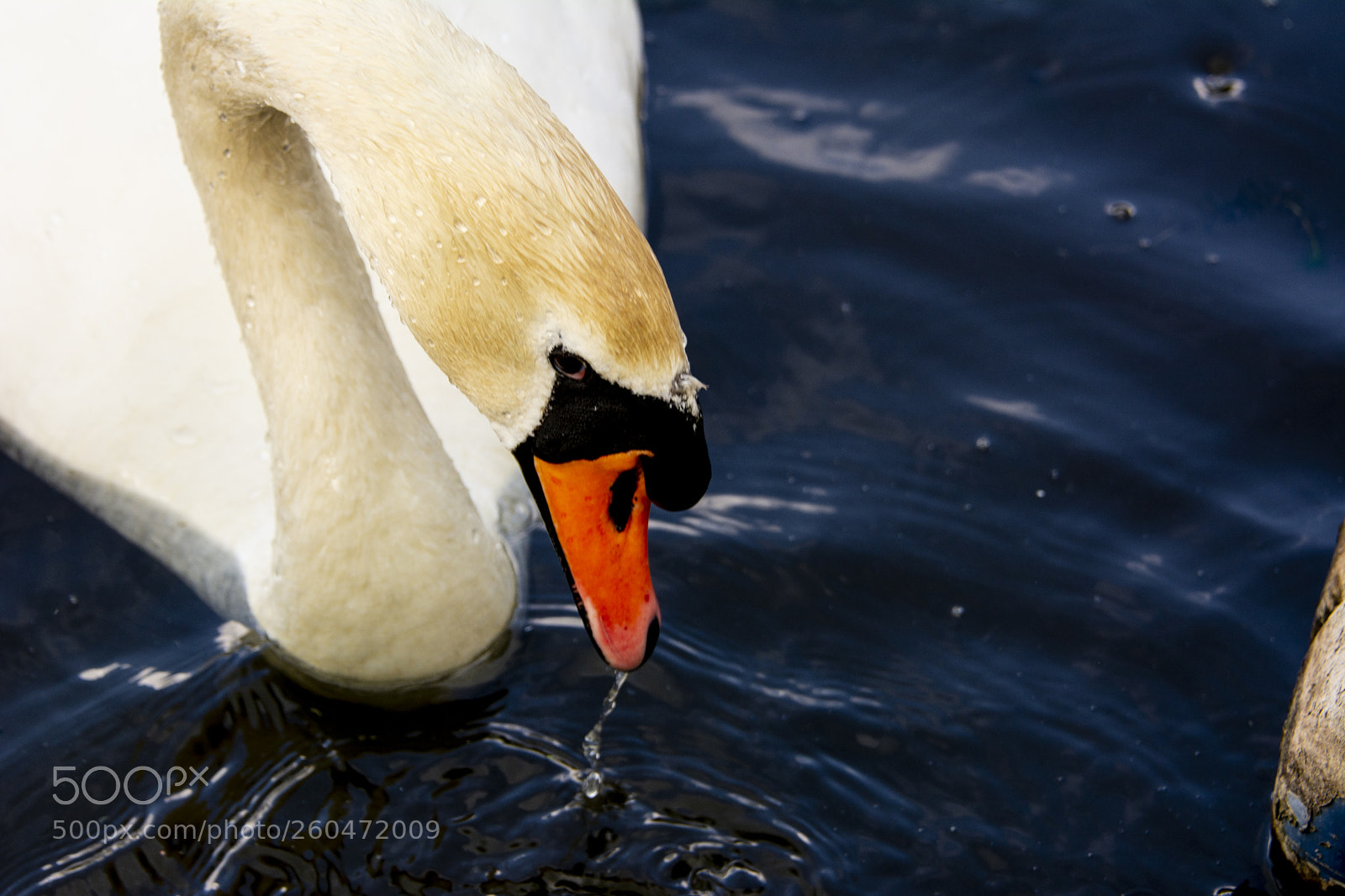 Nikon D7100 sample photo. Swan photography