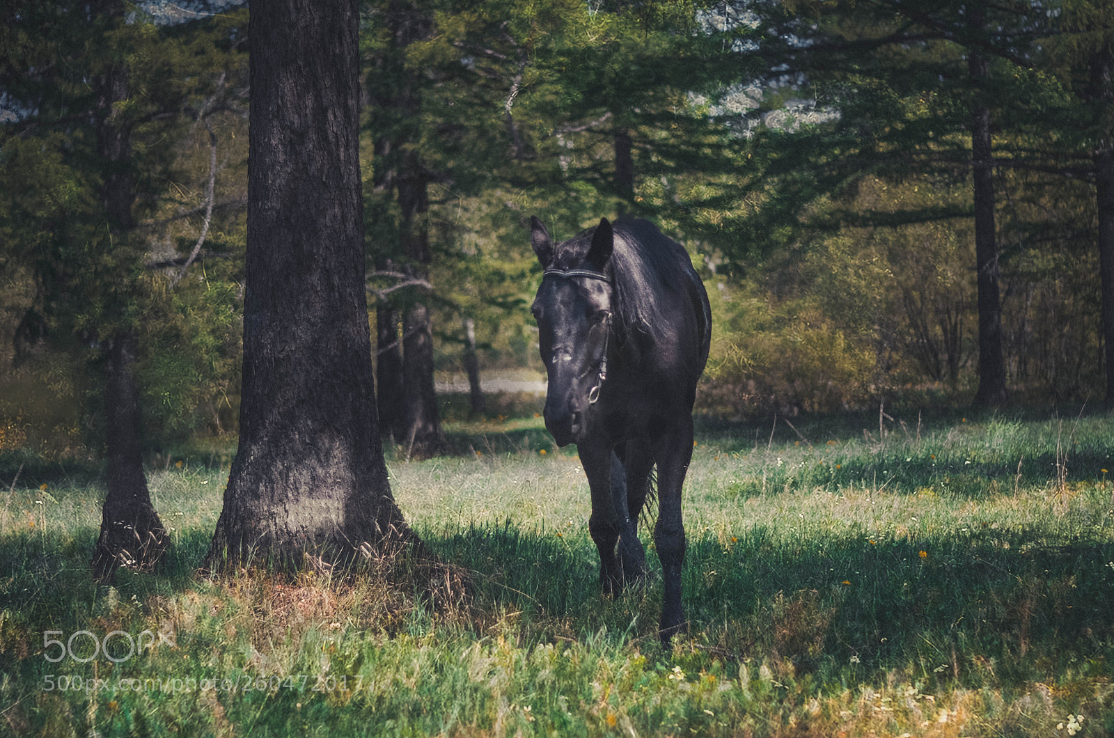 Nikon D7000 sample photo. Horse photography