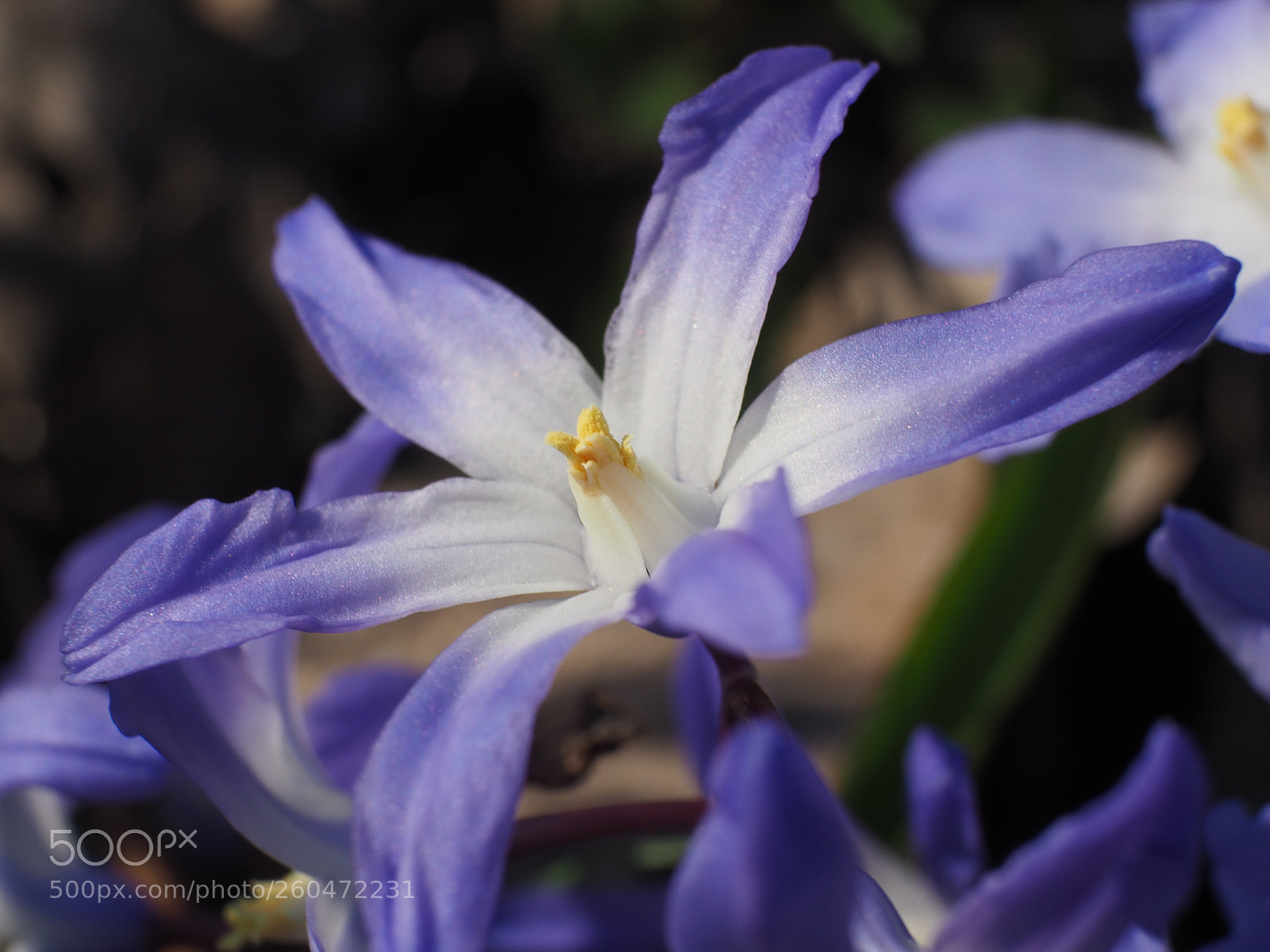 Olympus OM-D E-M10 II sample photo. Blossoming photography