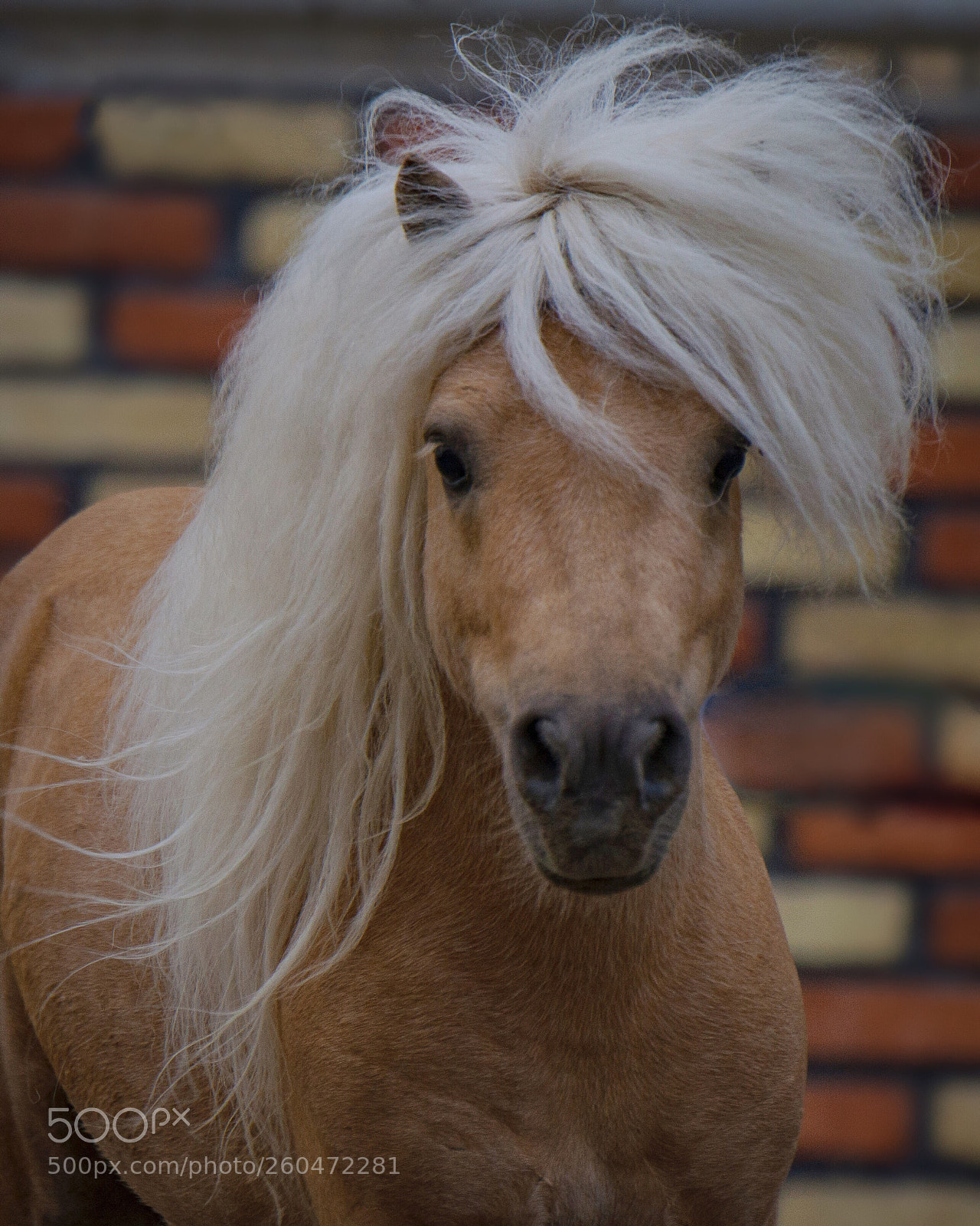 Nikon D610 sample photo. Shetland pony photography