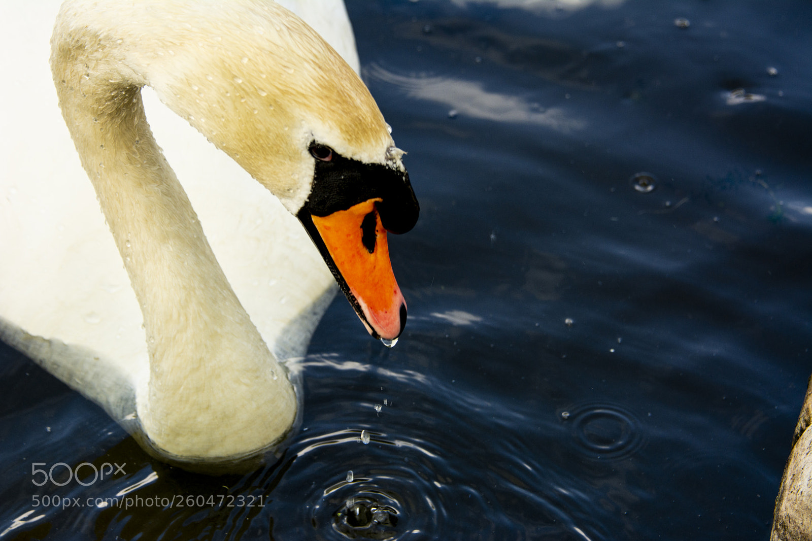 Nikon D7100 sample photo. Swan photography