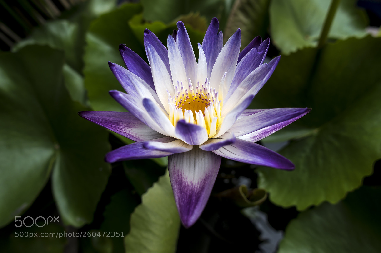 Sony DSC-RX100M5 sample photo. Lotus flower photography
